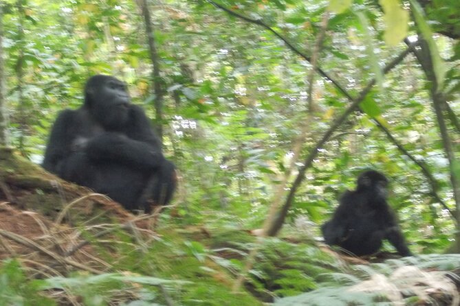 3 Days Bwindi Gorilla Trekking tour - Who should book this three-day trip