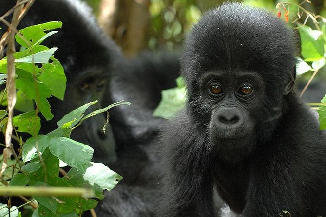3 Days Gorilla Trekking Expedition Uganda - Day 1: Leaving Entebbe for Bwindi