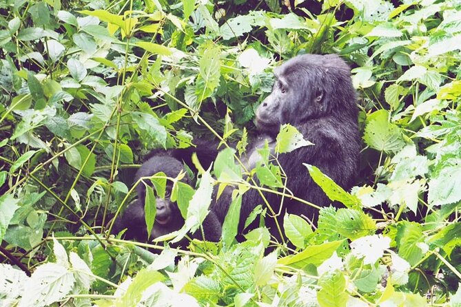 3 Days Gorilla Trekking Safari - Why Bwindi makes this trip special