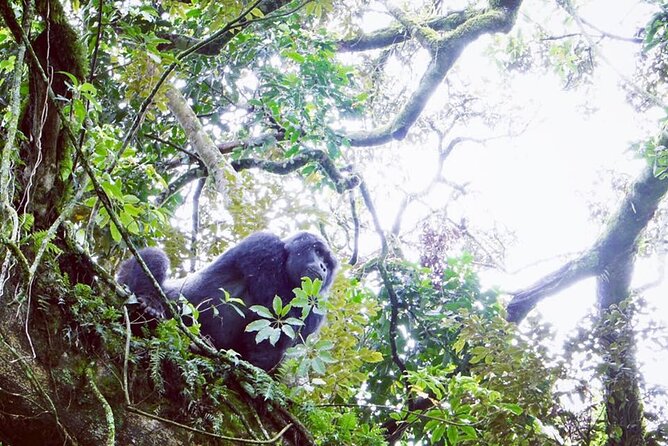 3 Days Gorilla Trekking Safari - What the $1,890 price represents
