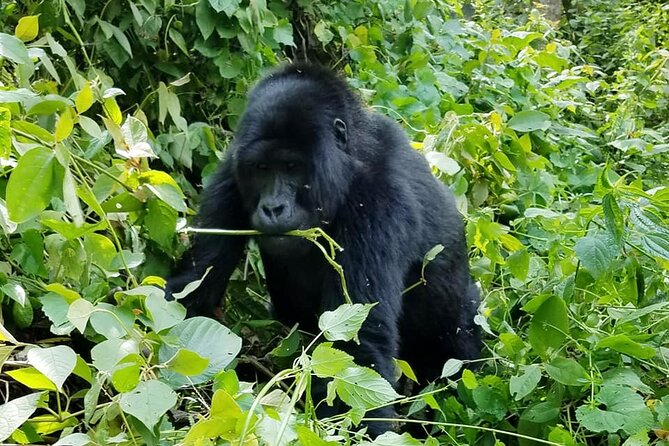 3 Days Gorilla Trekking Safari - The compromises you should accept