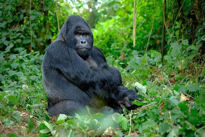 3 Days gorilla trekking Safari tour in Uganda - The real value of a $2,600 Uganda gorilla tour