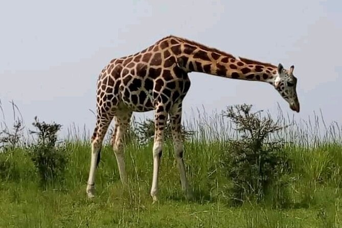 3 Days gorilla trekking Safari tour in Uganda - Lake Bunyonyi adds a quieter second act