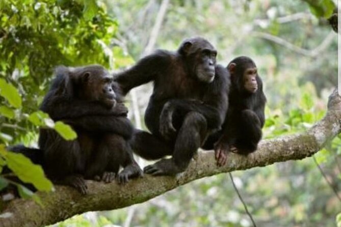 3 Days gorilla trekking Safari tour in Uganda - The private 4x4 makes the road days easier