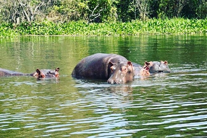 3 Days gorilla trekking Safari tour in Uganda - What kind of traveler should choose this trip?
