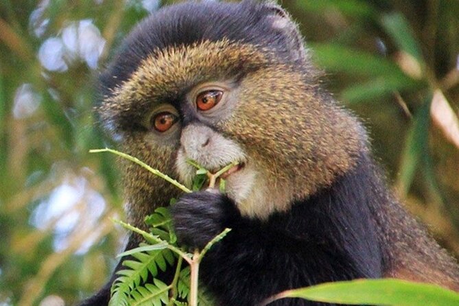 3 Days gorilla trekking Safari tour in Uganda - Small details that deserve attention before departure