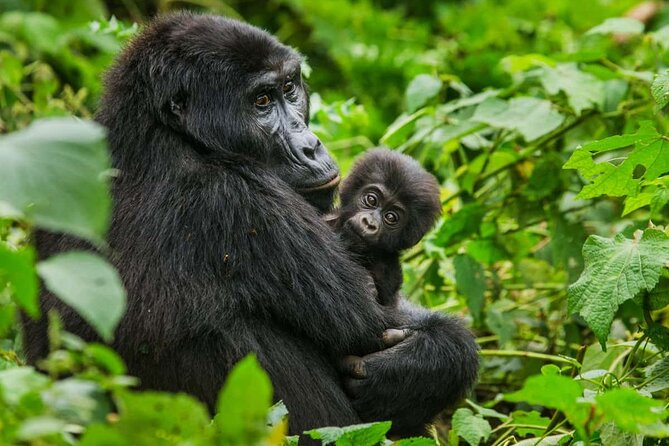 3 Days Gorilla trekking tour - Day three: returning through Mbarara or Masaka