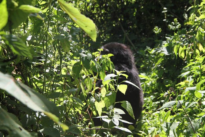 3 Days Gorilla trekking tour - The guide and private vehicle question