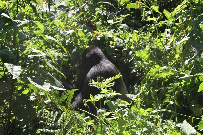 3 Days Gorilla trekking tour - Important booking checks before you send money