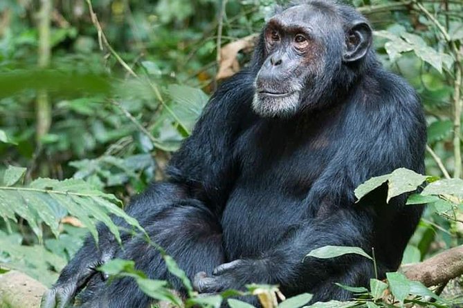 3 Days Lake Bunyonyi and Gorilla Trekking Tour in Uganda - Why the guide can make or break the trip