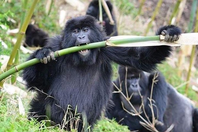 3 Days Lake Bunyonyi and Gorilla Trekking Tour in Uganda - A full day with gorillas in Bwindi