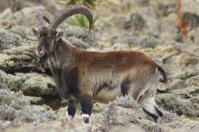 3 Days Simien Mountains Trekking - Fitness, altitude, and the real effort involved
