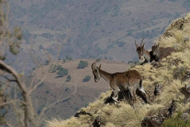 3 Days Simien Mountains Trekking - Who should book this Simien trek?