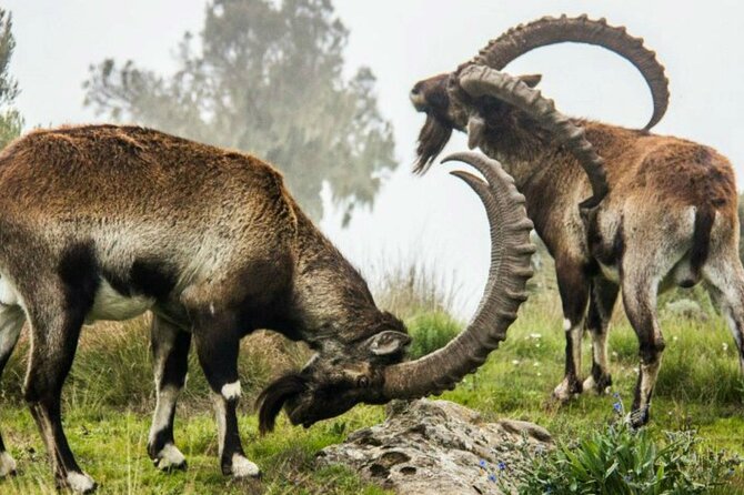 3 Days Trekking Simien Mountains Tours - Day two: Jinbar Waterfall and the climb to Geech