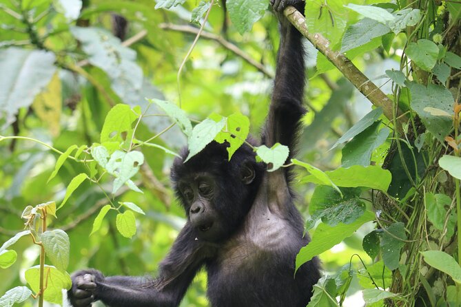 3 Days Uganda Gorilla trek Safari Tour - Key points to know before booking