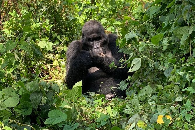 3 Days Uganda Gorilla trek Safari Tour - Why Bwindi makes this short safari special
