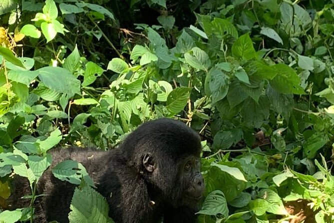 3 Days Uganda Gorilla trek Safari Tour - Day 1: Kampala to Bwindi with an Equator stop