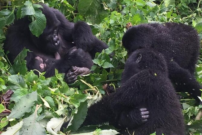 3 Days Uganda Gorilla Trekking Safari - Evening at Lake Bunyonyi