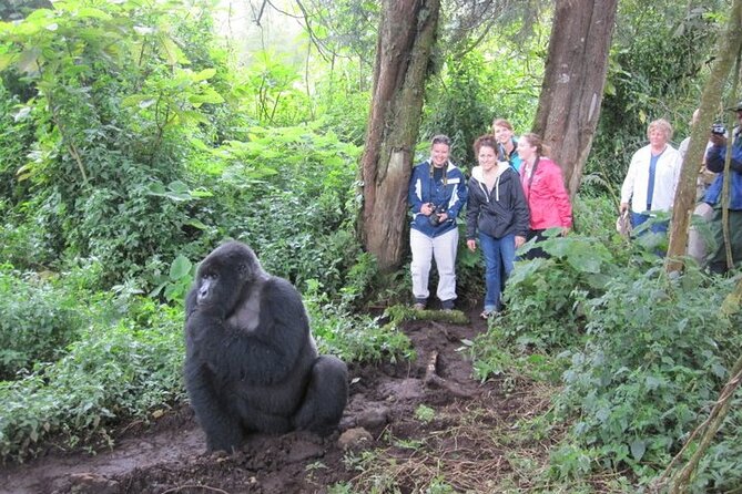 3 Days Uganda Gorilla Trekking Safari - Who will enjoy this trip most