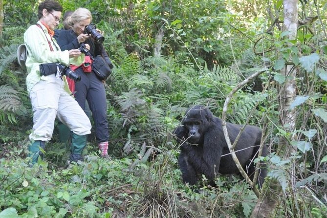 3 Days Uganda Gorilla Trekking Safari - Practical details that can change your day