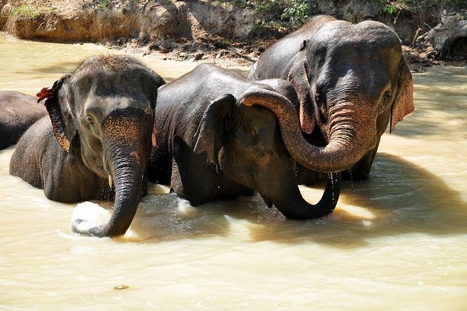 3-in-1: Doi Inthanon Tour, Elephant Sanctuary, and Trekking Trail - Feeding elephants at Living Green Foundation
