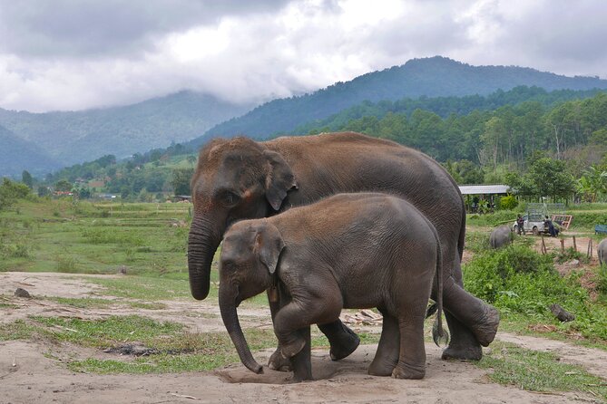 3-in-1: Doi Inthanon Tour, Elephant Sanctuary, and Trekking Trail - Walking the Pha Dok Siew trail
