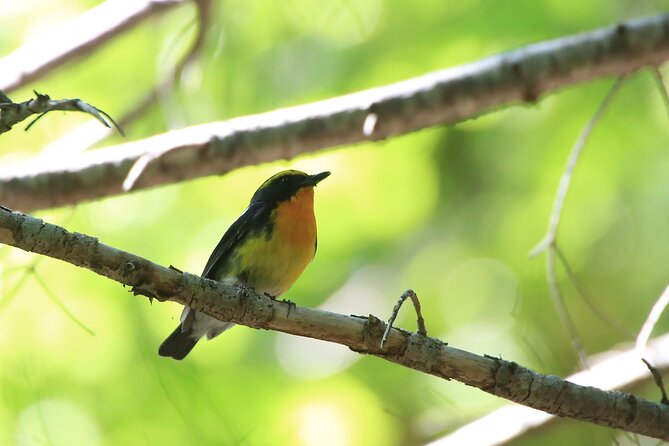 3hours Primeval Forest and Stunning Views of Cliff Trekking Tour - Starting at the Shiretoko National Park Nature Center