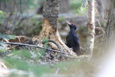 3hours Primeval Forest and Stunning Views of Cliff Trekking Tour