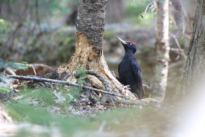 3hours Primeval Forest and Stunning Views of Cliff Trekking Tour - Following animal tracks through the primeval forest