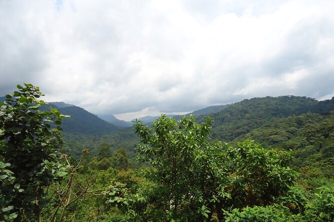 4-Day Gorilla & Chimpanzee Trekking Luxury Fly-in Tour in Uganda - Day one: flying to Kasese and walking into Kibale Forest
