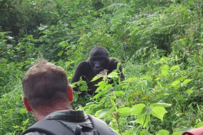 4-Day Gorilla & Chimpanzee Trekking Luxury Fly-in Tour in Uganda
