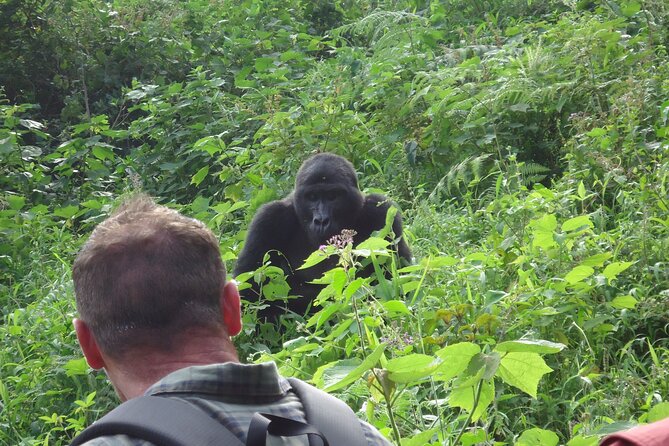 4-Day Gorilla & Chimpanzee Trekking Luxury Fly-in Tour in Uganda - Why the Kibale chimpanzee trek matters