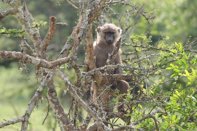 4 Day Gorilla Trekking & Golden Monkeys - Day 3: Mgahinga and the search for golden monkeys