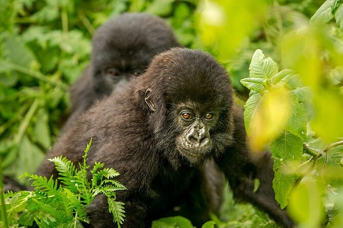4 Day Gorilla Trekking & Golden Monkeys - Who should book this four-day Uganda trip?