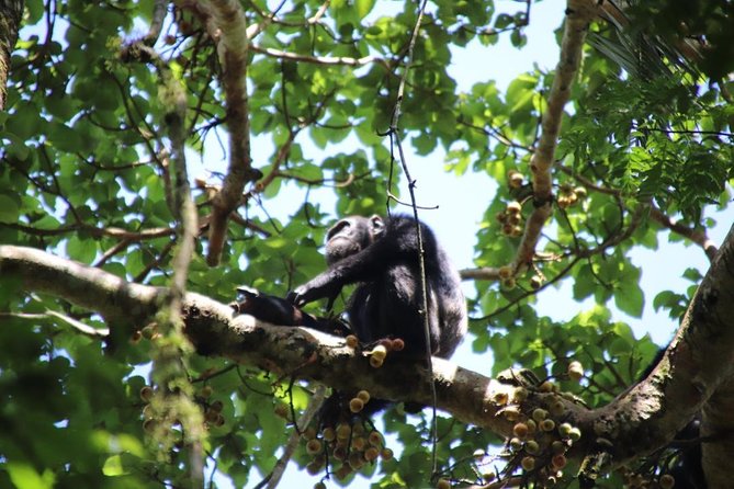 4-Day Gorillas, Wildlife and Chimpanzee Trek at Kalinzu Forest - Day three: Queen Elizabeth National Park and the Kazinga Channel