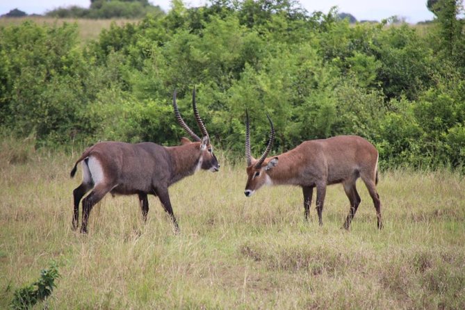 4-Day Gorillas, Wildlife and Chimpanzee Trek at Kalinzu Forest - What the $2,244 price covers