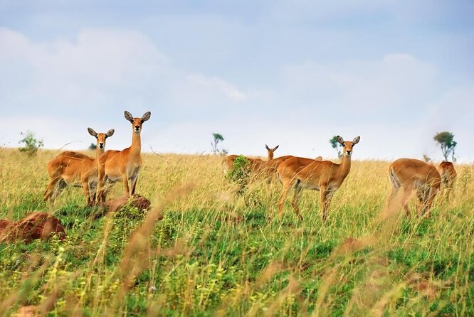 4 Day Gorillas, Wildlife and Chimpanzee Trek at Kibale - Key points to know before booking