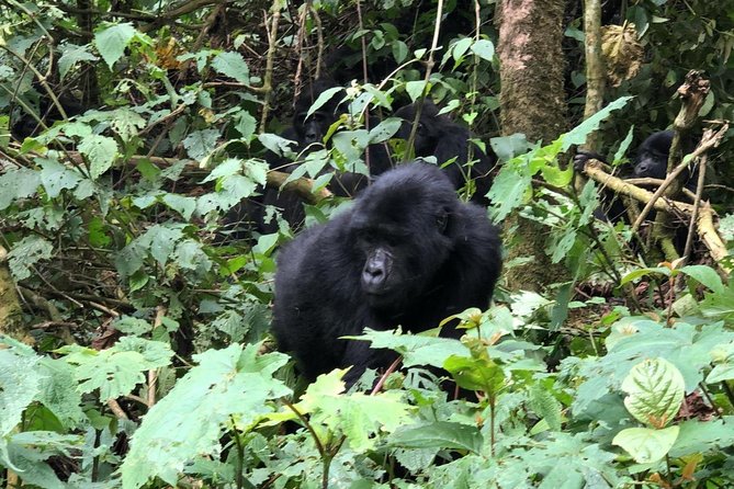 4 Day Gorillas, Wildlife and Chimpanzee Trek at Kibale - Why this four-day Uganda route works