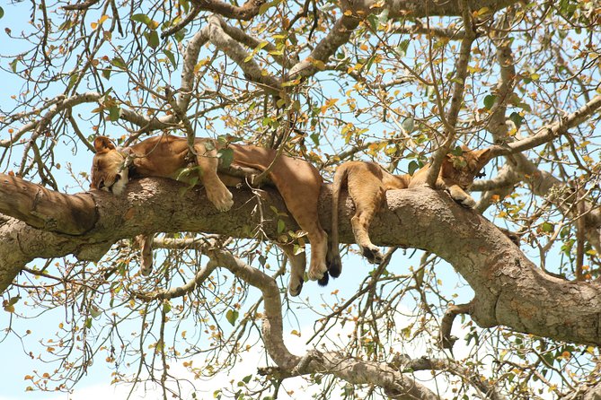 4 Day Gorillas, Wildlife and Chimpanzee Trek at Kibale - Day 2: Chimpanzees and the Fort Portal crater lakes