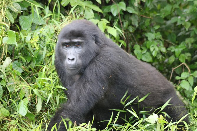 4 Day Gorillas, Wildlife and Chimpanzee Trek at Kibale - Day 3: Kasenyi Plains and the road to Bwindi