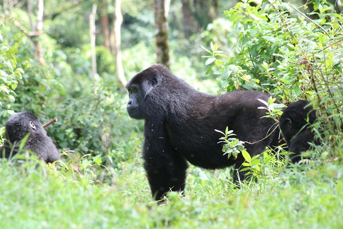 4 Day Gorillas, Wildlife and Chimpanzee Trek at Kibale - Day 4: Gorilla trekking in Bwindi