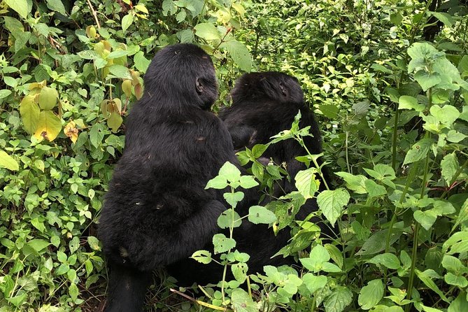 4 Day Gorillas, Wildlife and Chimpanzee Trek at Kibale - Guides, food, and the private format