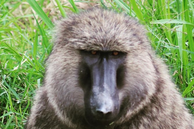 4 Day Gorillas, Wildlife and Chimpanzee Trek at Kibale - Day 1: Kampala or Entebbe to Kibale National Park