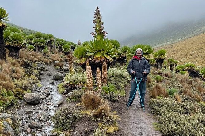 4-Day Mount Kenya Trekking with Pick Up - Who should book this Mount Kenya route?