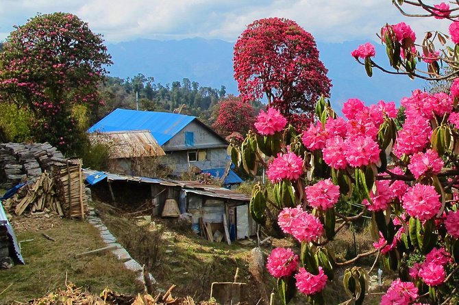4-Day Private Poon Hill Trekking Tour - Day 3: Poon Hill sunrise and the longest hiking day