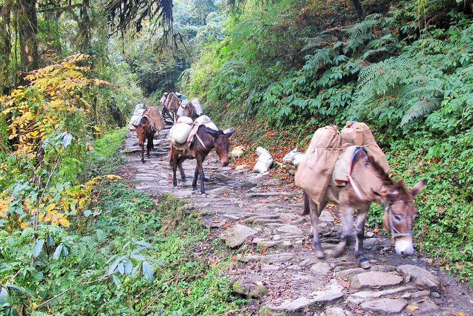 4-Day Private Poon Hill Trekking Tour - How difficult is this trek?