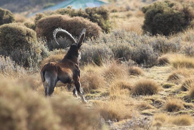 4 Day Trekking Simien Mountains - Why this four-day route works