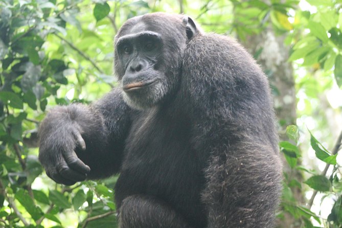 4-Day Uganda Gorilla Trekking and Wildlife Safari - Why this route works for a short Uganda safari