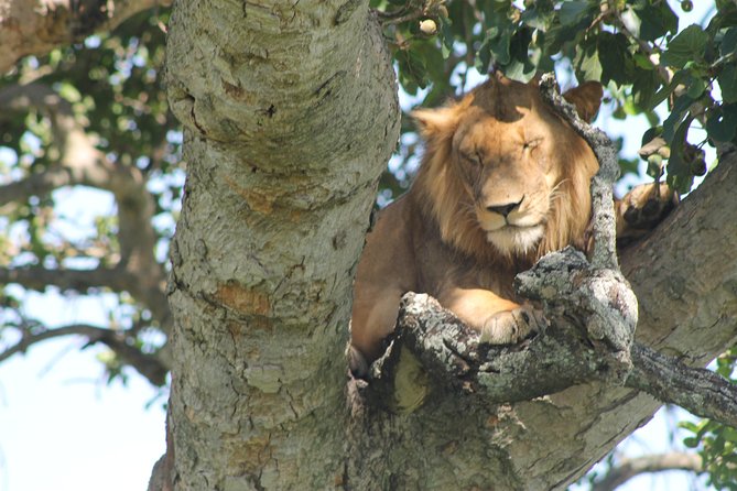 4-Day Uganda Gorilla Trekking and Wildlife Safari - Day 2: Early wildlife and the long road to Bwindi