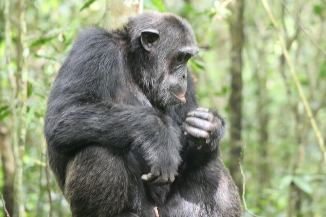 4-Day Uganda Gorilla Trekking and Wildlife Safari - Day 4: Mbarara, Igongo, and the road back